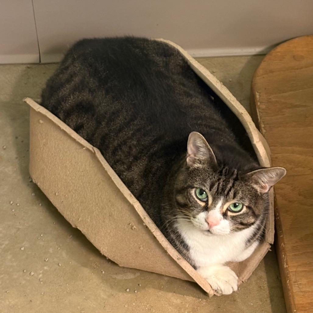 Garlic Knot, Adoptable, Senior Male Domestic Short Hair.