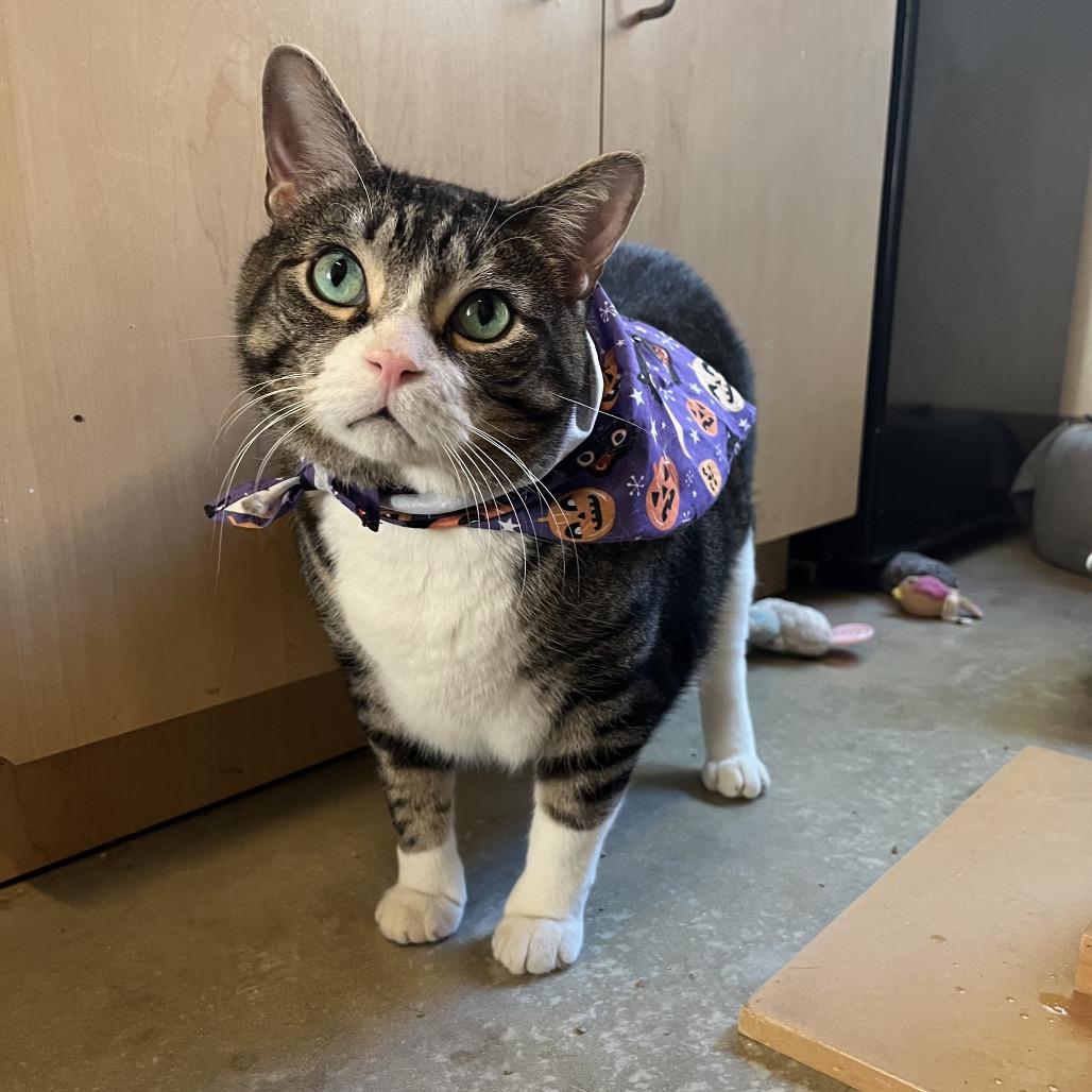 Enlarge Garlic Knot, a Adoptable Domestic Short Hair in Chicago, IL image 2/3