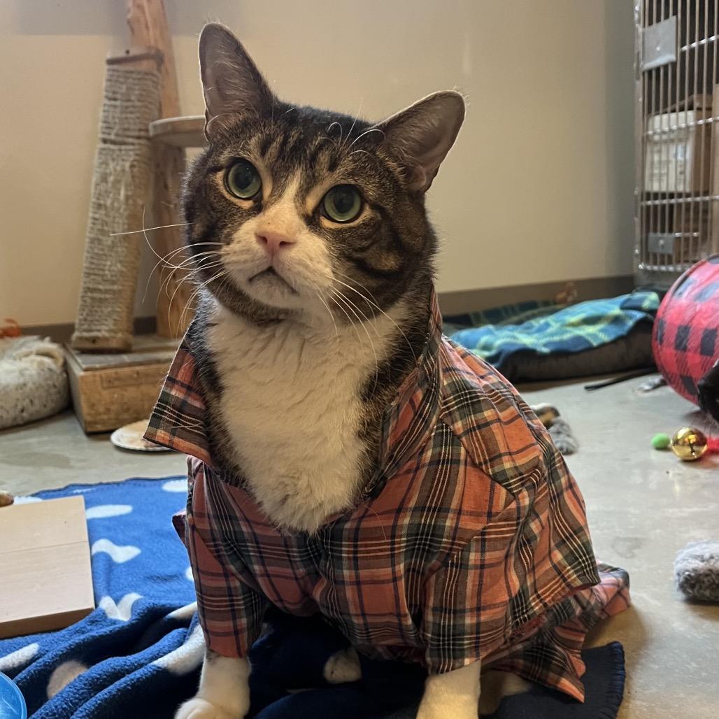 Enlarge Garlic Knot, a Adoptable Domestic Short Hair in Chicago, IL image 3/3