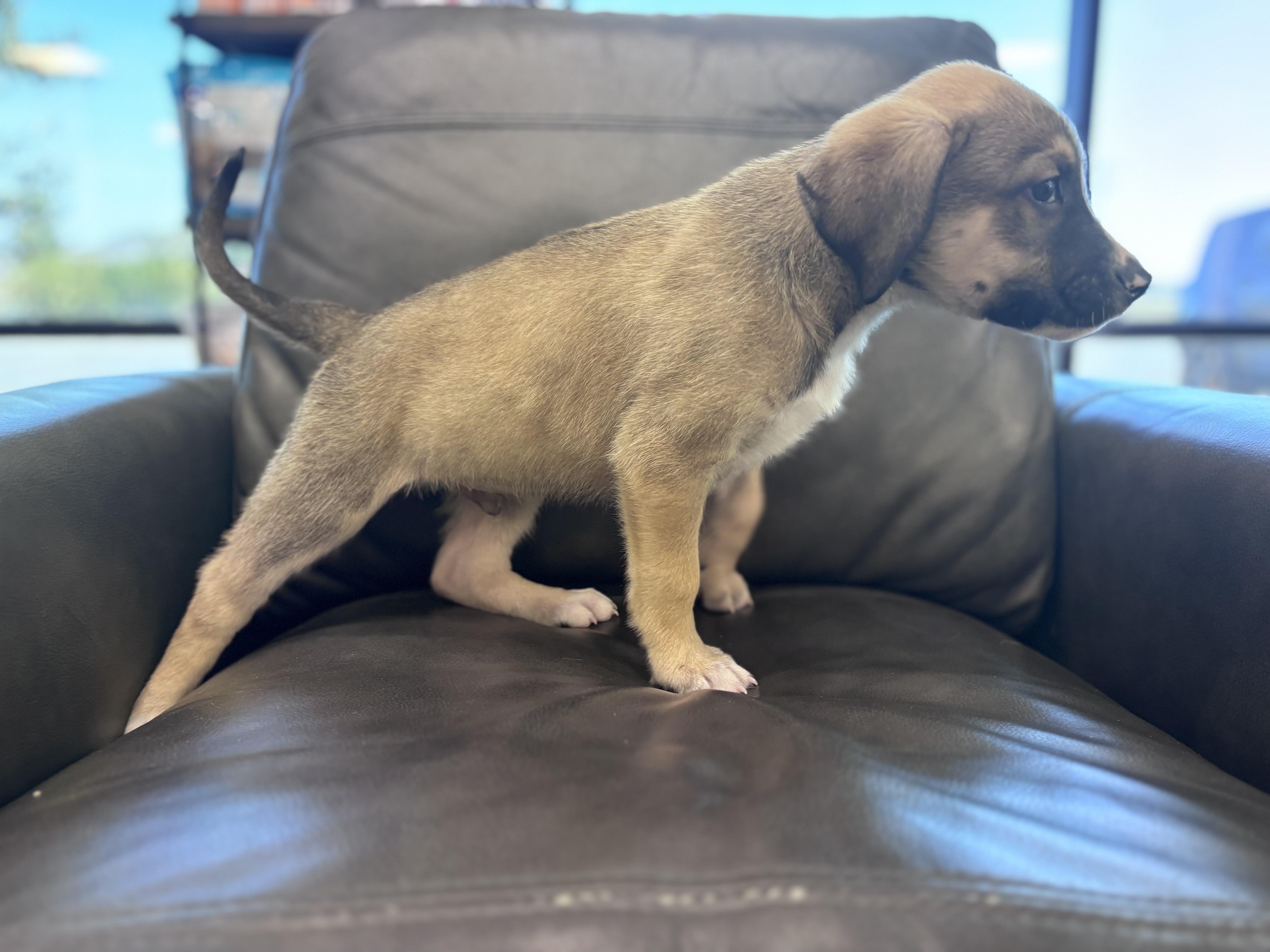 Enlarge Tucker, an adopted mixed breed in Pflugerville, TX image 3/4