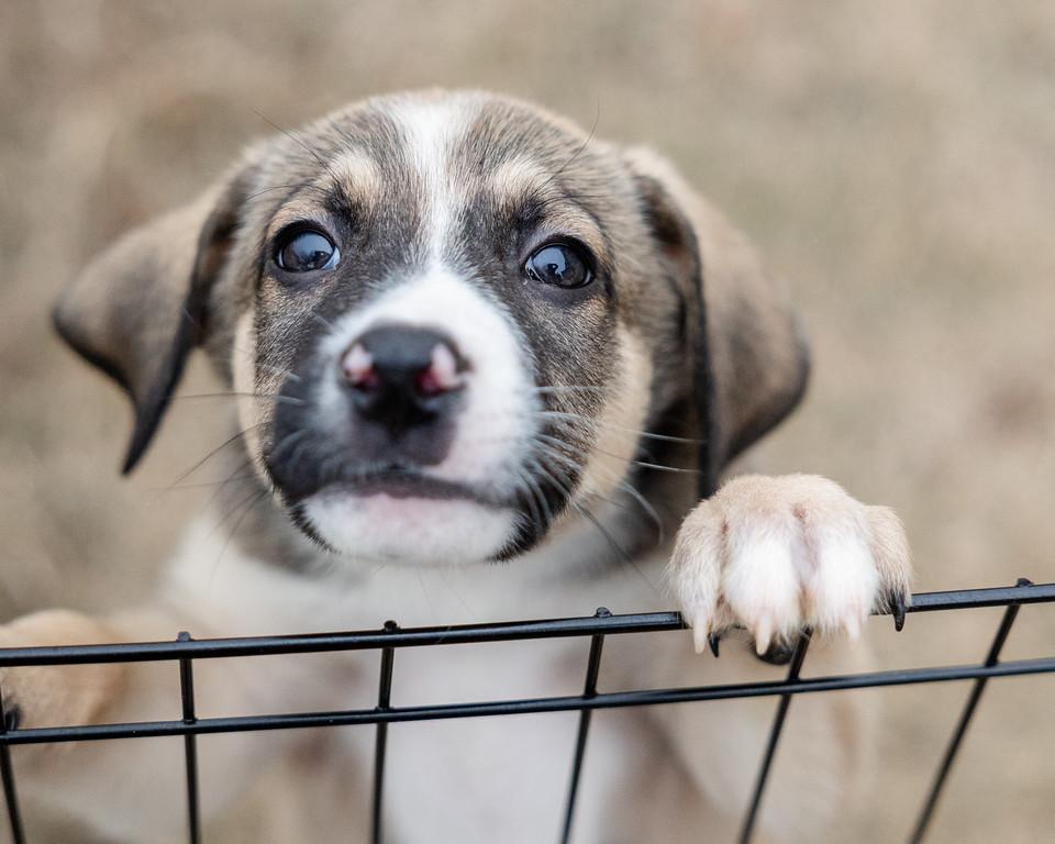 Enlarge Tucker, an adopted mixed breed in Pflugerville, TX image 4/4