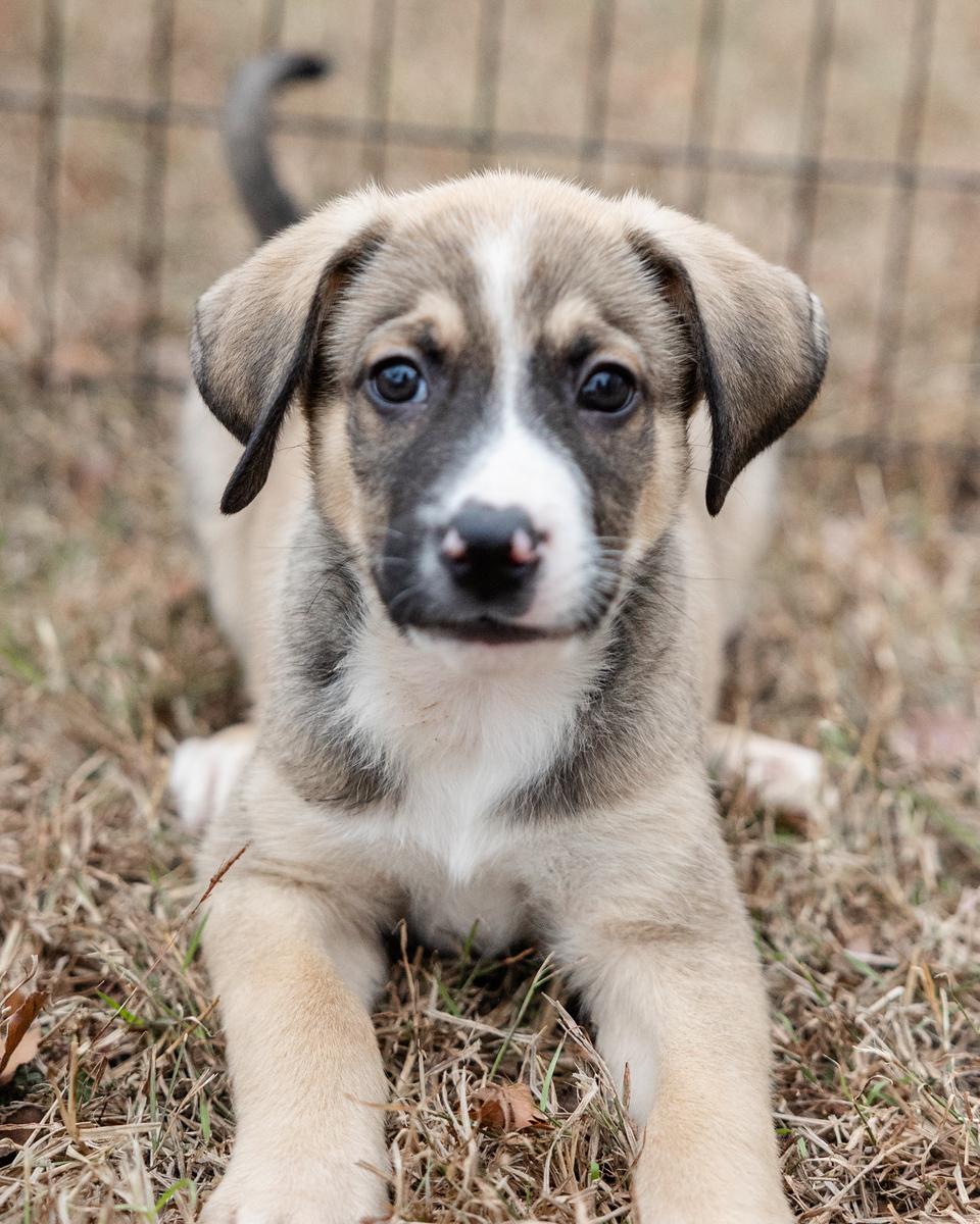 Enlarge Tucker, an adopted mixed breed in Pflugerville, TX image 1/4
