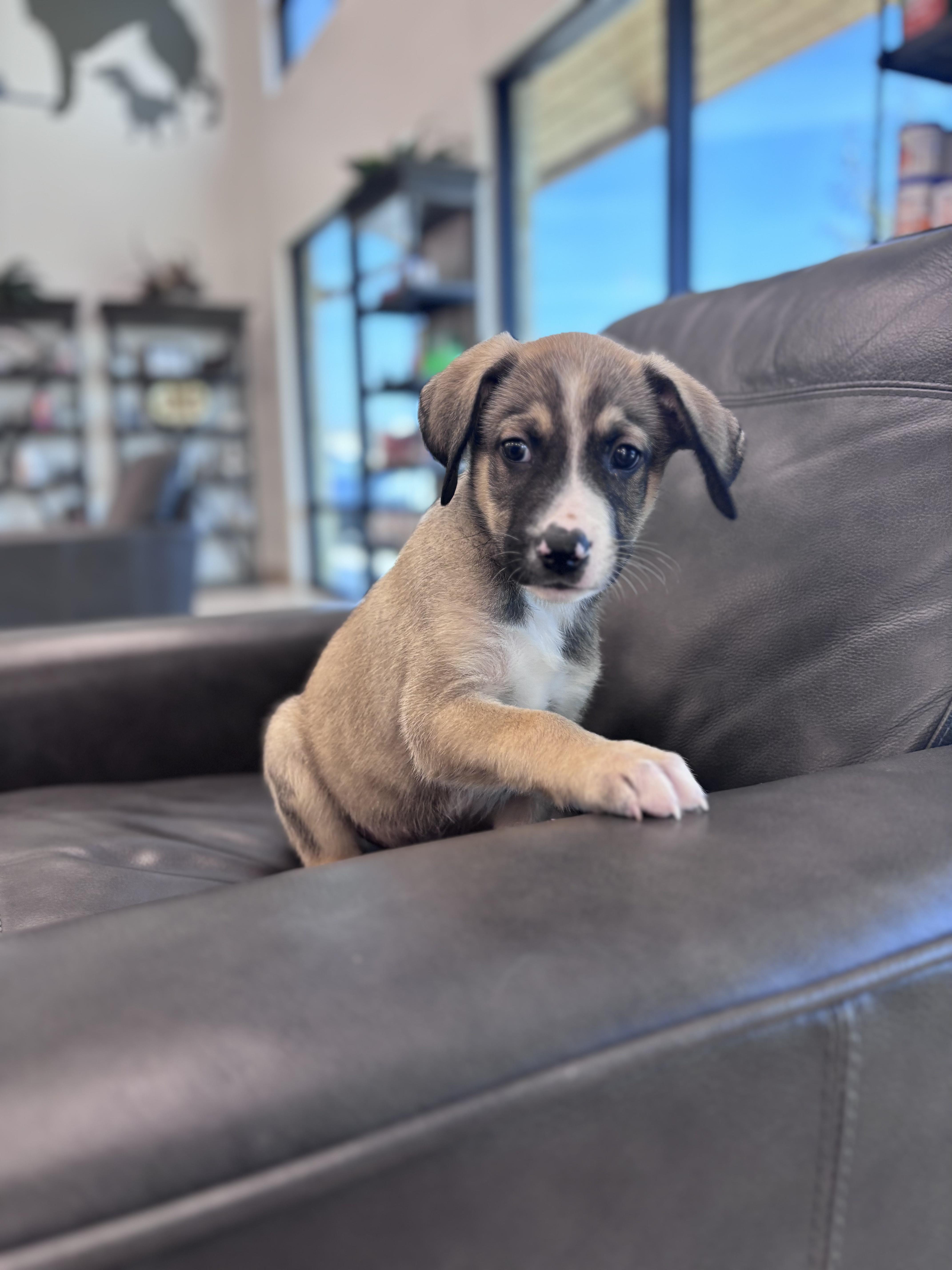Enlarge Tucker, an adopted mixed breed in Pflugerville, TX image 2/4