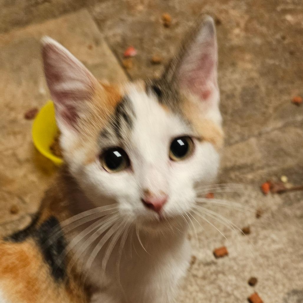 Meow, Adoptable, Young Female Domestic Short Hair.