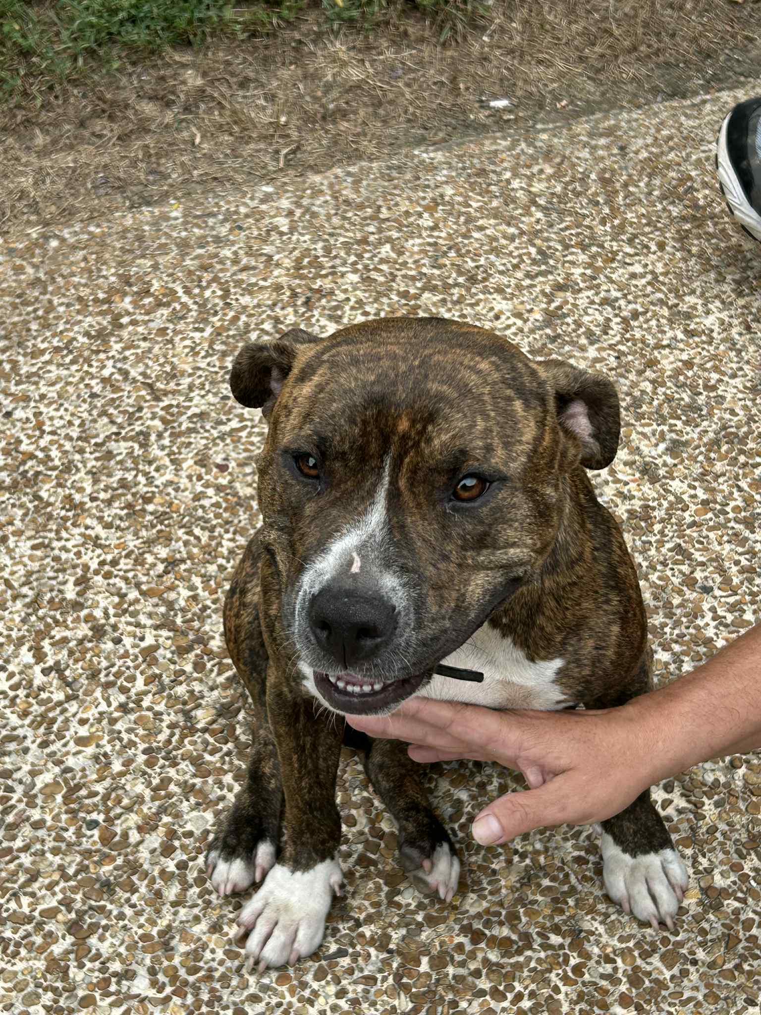 Enlarge Elsie, a Adoptable Pit Bull Terrier in Gainesboro, TN image 1/5