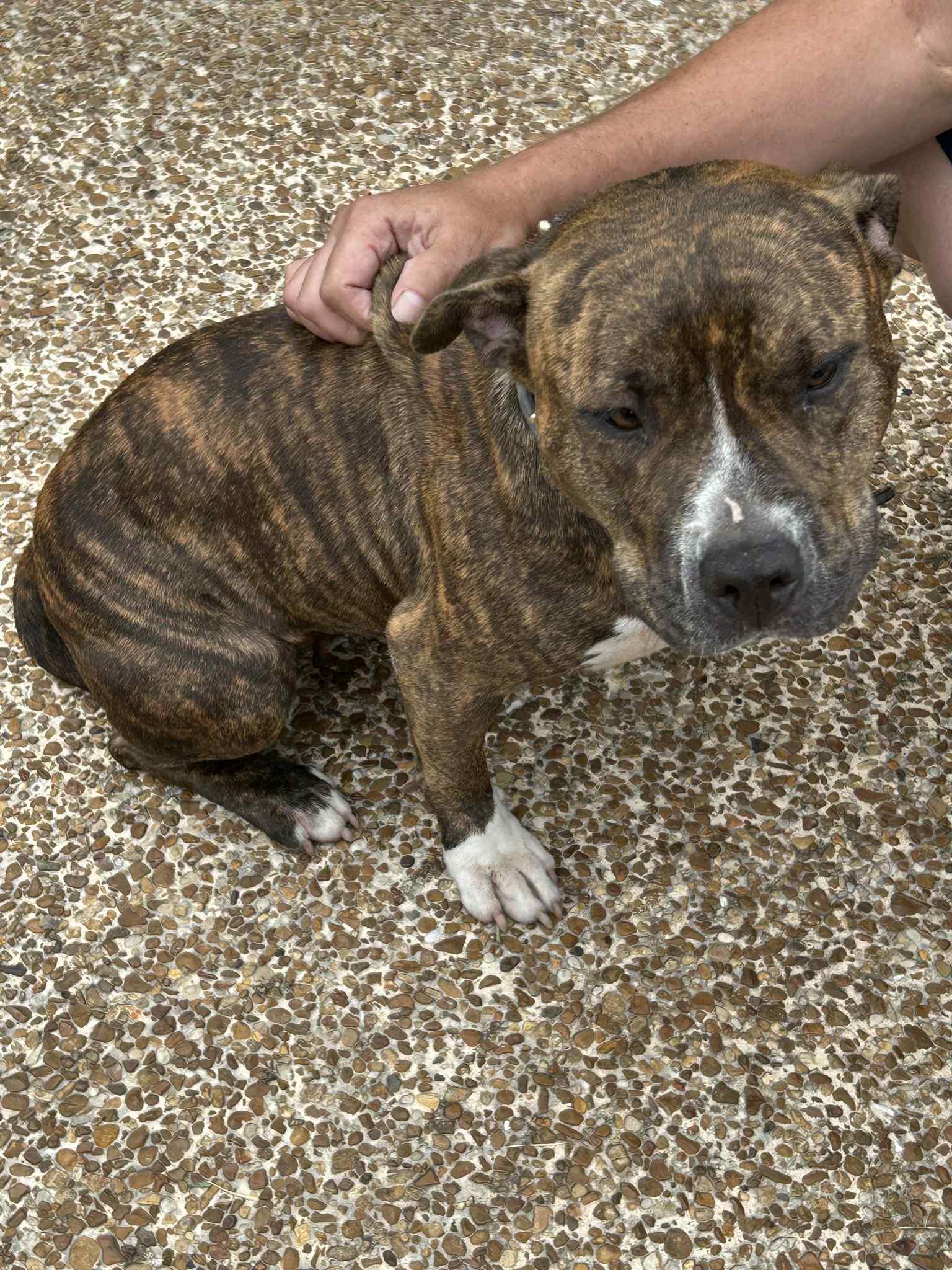 Enlarge Elsie, a Adoptable Pit Bull Terrier in Gainesboro, TN image 2/5