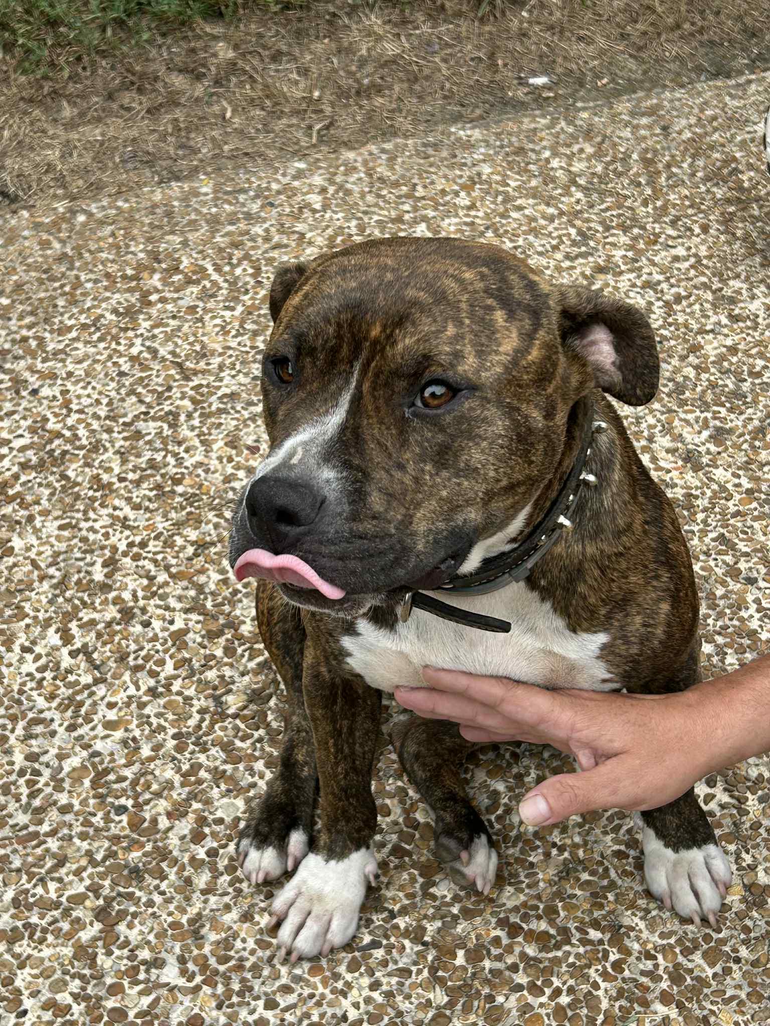 Enlarge Elsie, a Adoptable Pit Bull Terrier in Gainesboro, TN image 3/5