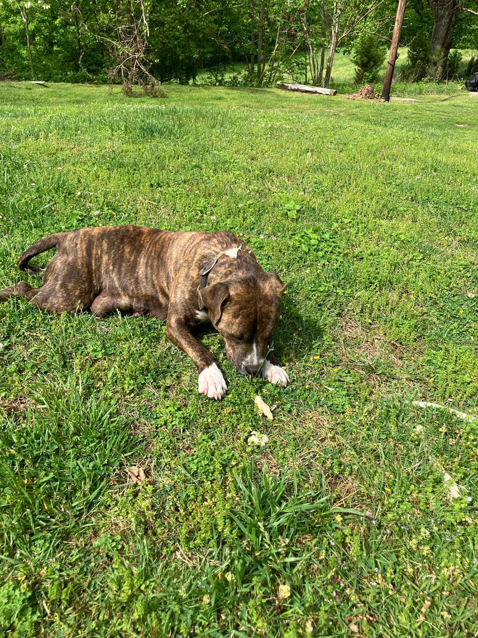 Enlarge Elsie, a Adoptable Pit Bull Terrier in Gainesboro, TN image 4/5