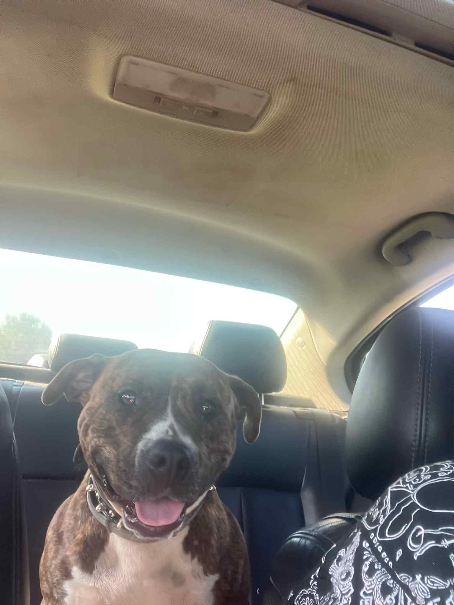 Enlarge Elsie, a Adoptable Pit Bull Terrier in Gainesboro, TN image 5/5