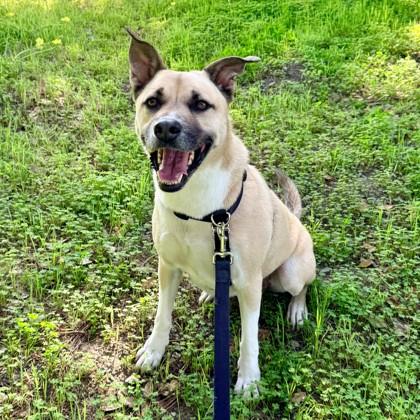 Cooper, Adoptable, Adult Male Shepherd & Mixed Breed.