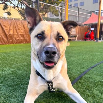 Enlarge Cooper, a Adoptable mixed breed in San Francisco, CA image 2/3