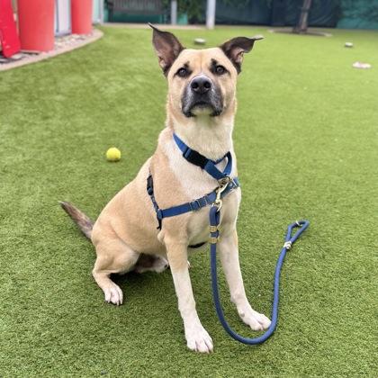 Cooper, Adoptable, Adult Male Shepherd & Mixed Breed.