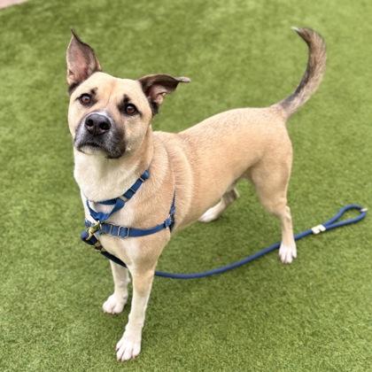 Cooper, a Adoptable mixed breed in San Francisco, CA image 3/3