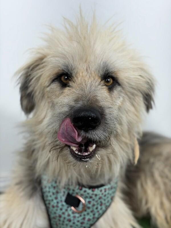 James-One of our Amazing Rescue Dogs, Adoptable, Young Male Irish Wolfhound & Mixed Breed.