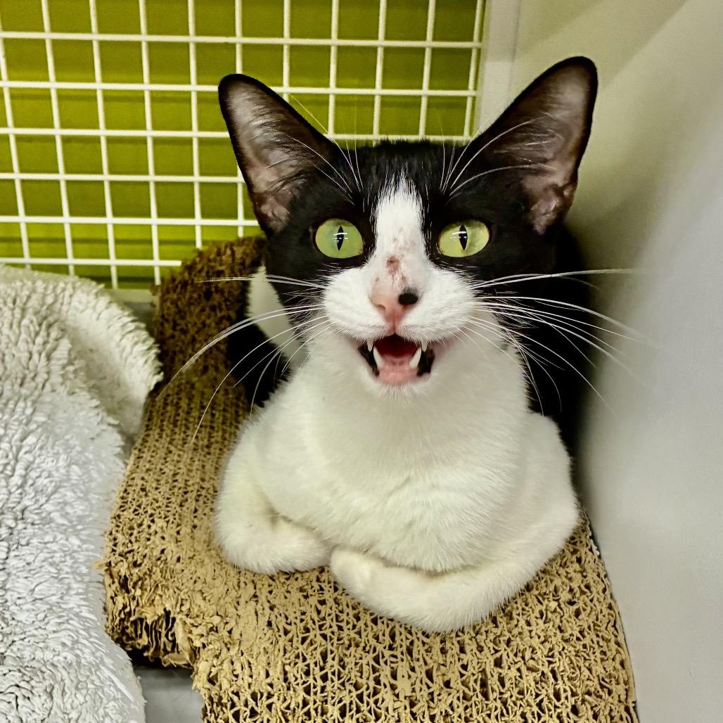 Darling — thumbnail 2