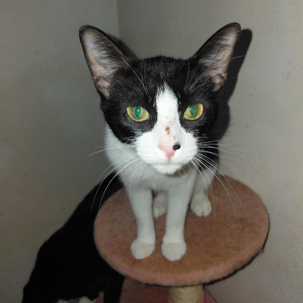 Darling — thumbnail 3