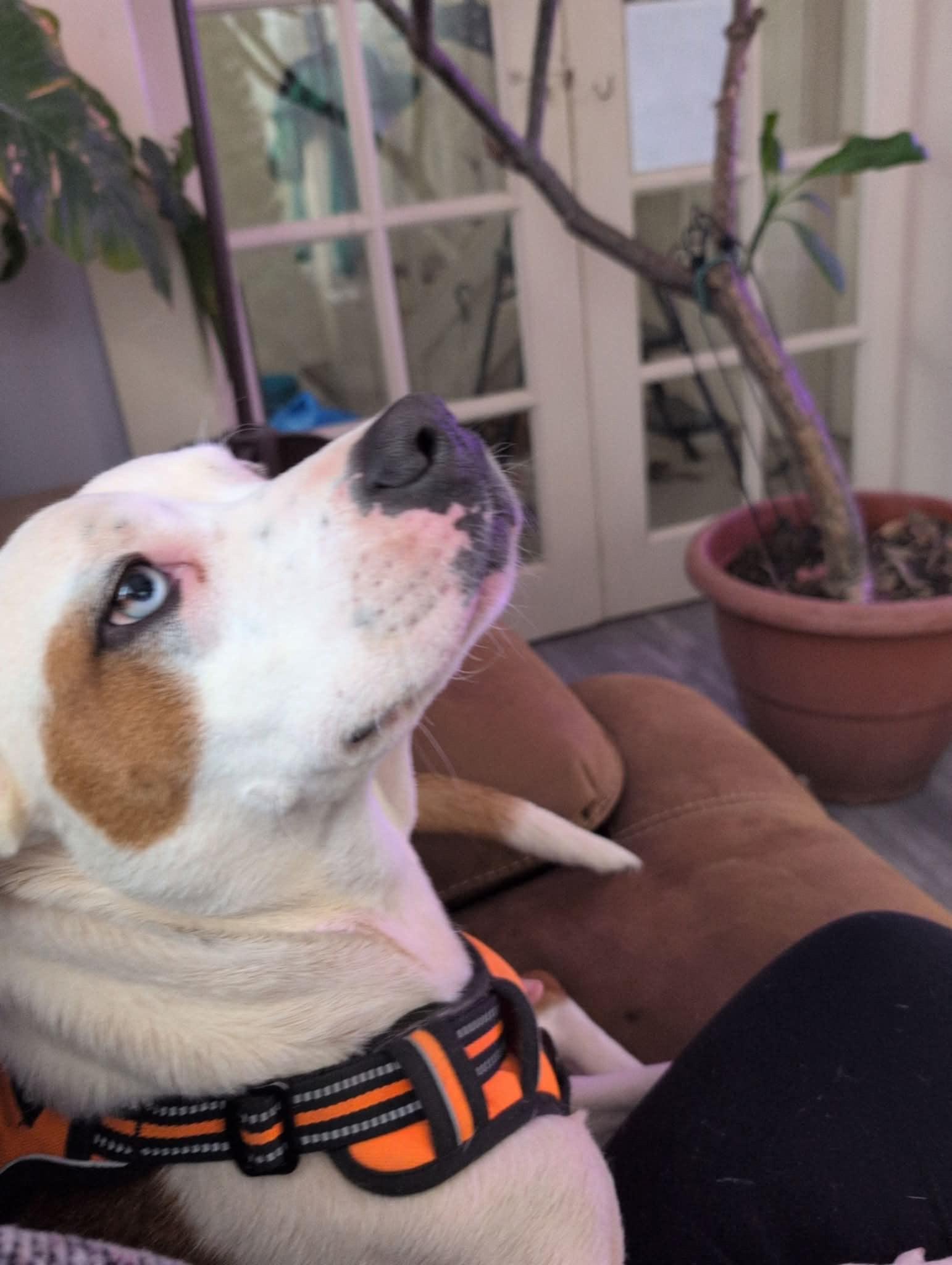 Henney, Adopted, Adult Female Pit Bull Terrier.