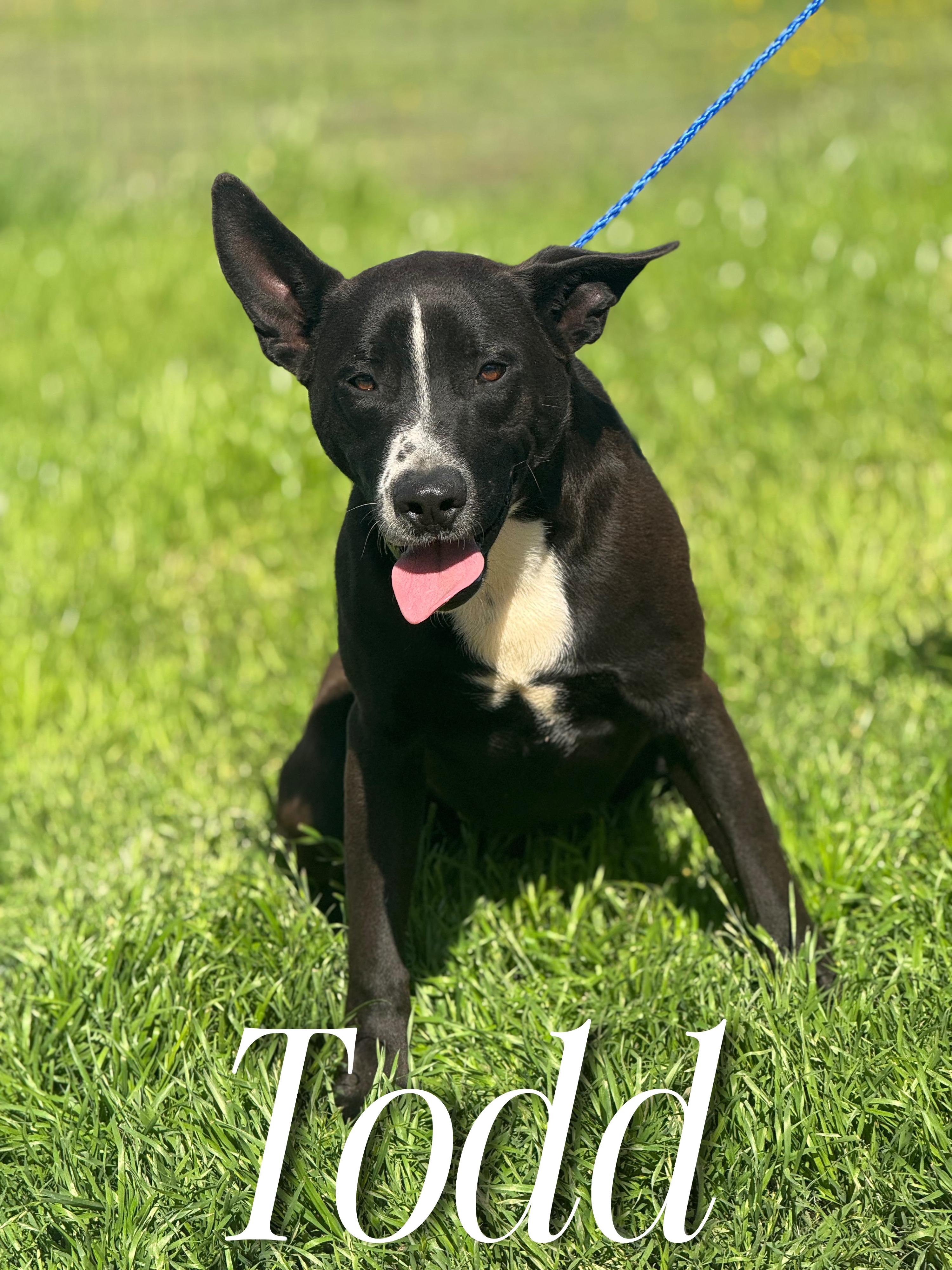 Enlarge Todd, a Adoptable mixed breed in Sherman, TX image 2/4