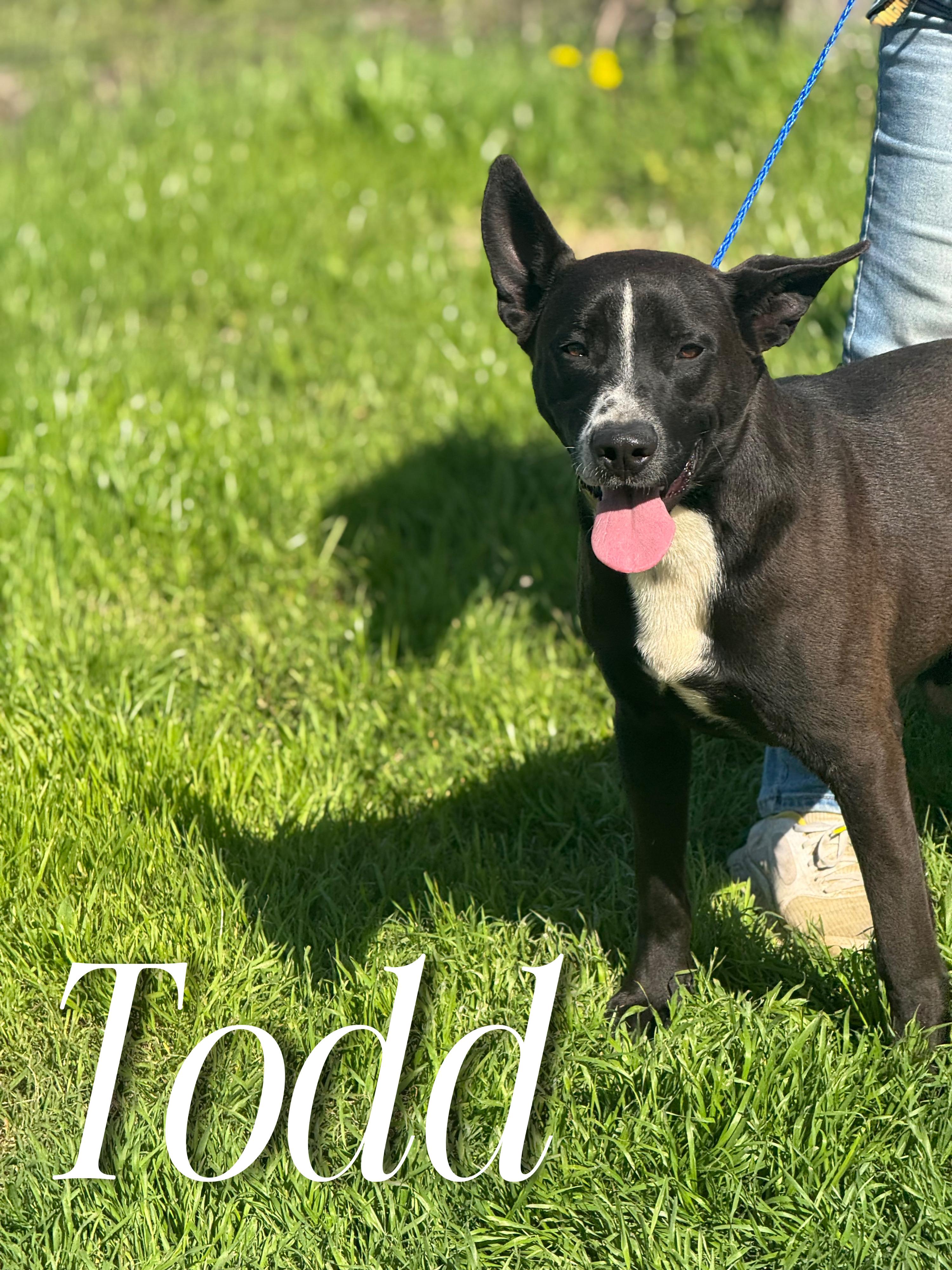 Enlarge Todd, a Adoptable mixed breed in Sherman, TX image 3/4