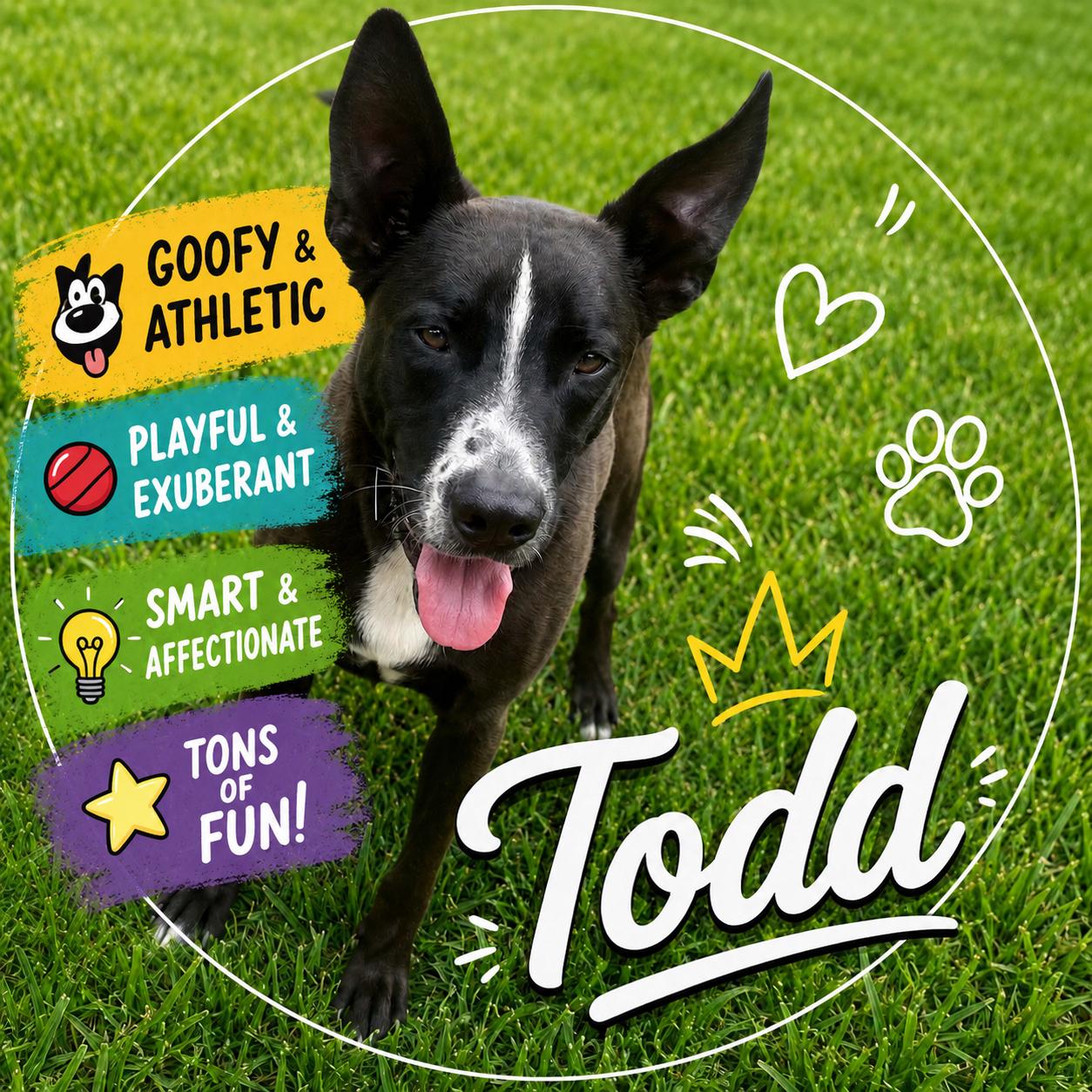 Todd, a Adoptable mixed breed in Sherman, TX image 1/5