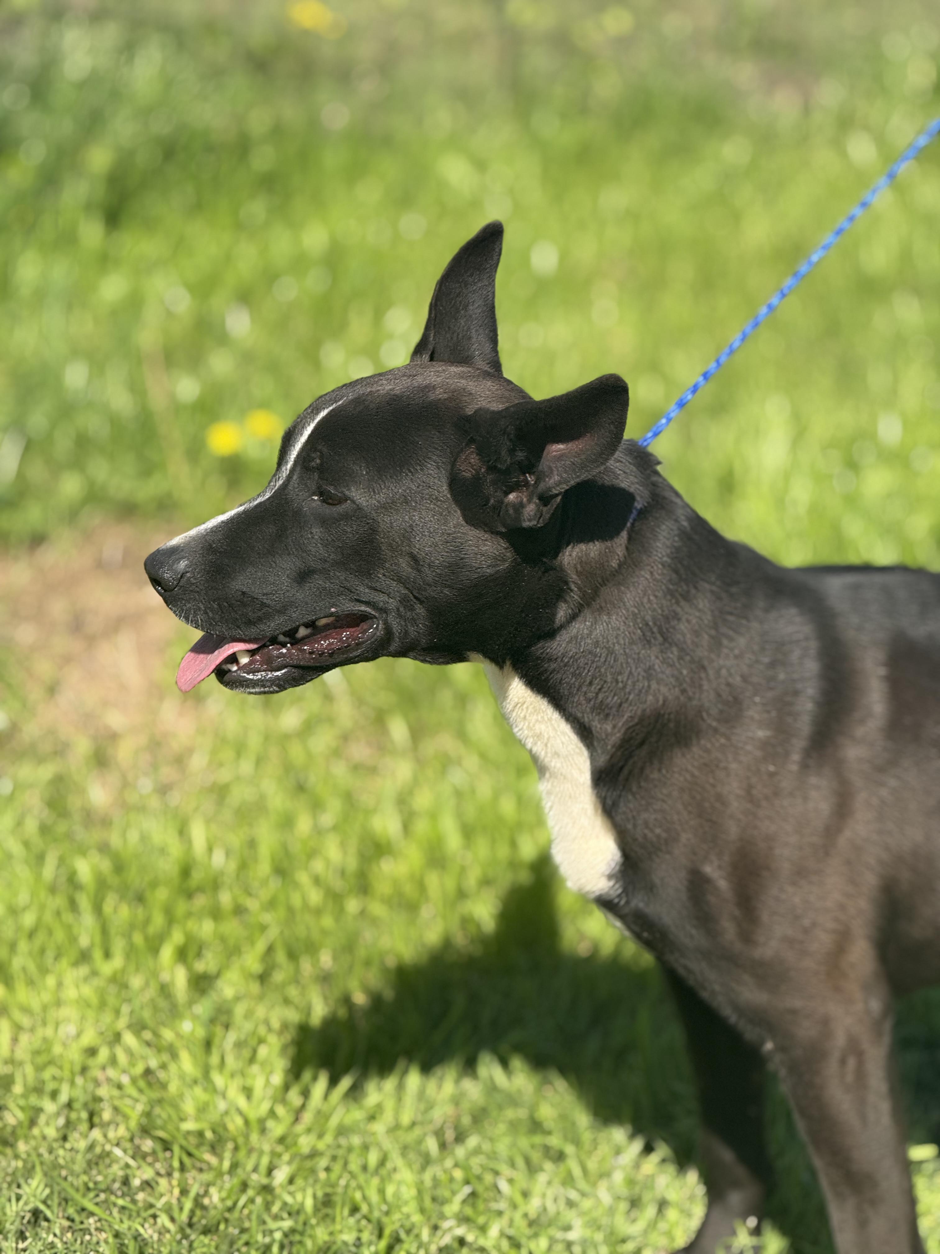 Enlarge Todd, a Adoptable mixed breed in Sherman, TX image 4/4