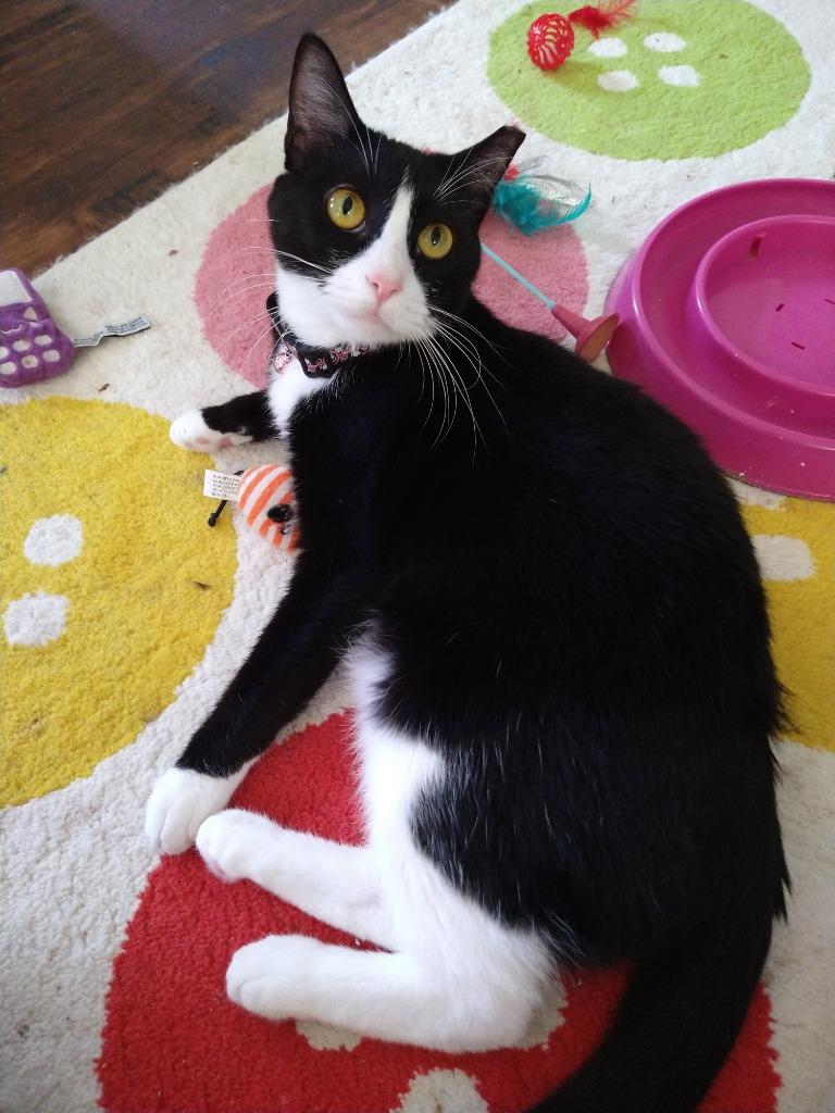Moochi, Adoptable, Adult Female Domestic Short Hair.