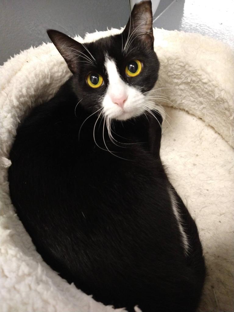 Moochi, Adoptable, Adult Female Domestic Short Hair.