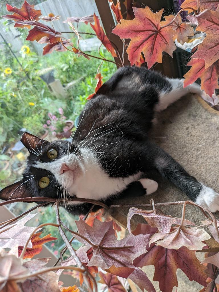 Moochi, Adoptable, Adult Female Domestic Short Hair.