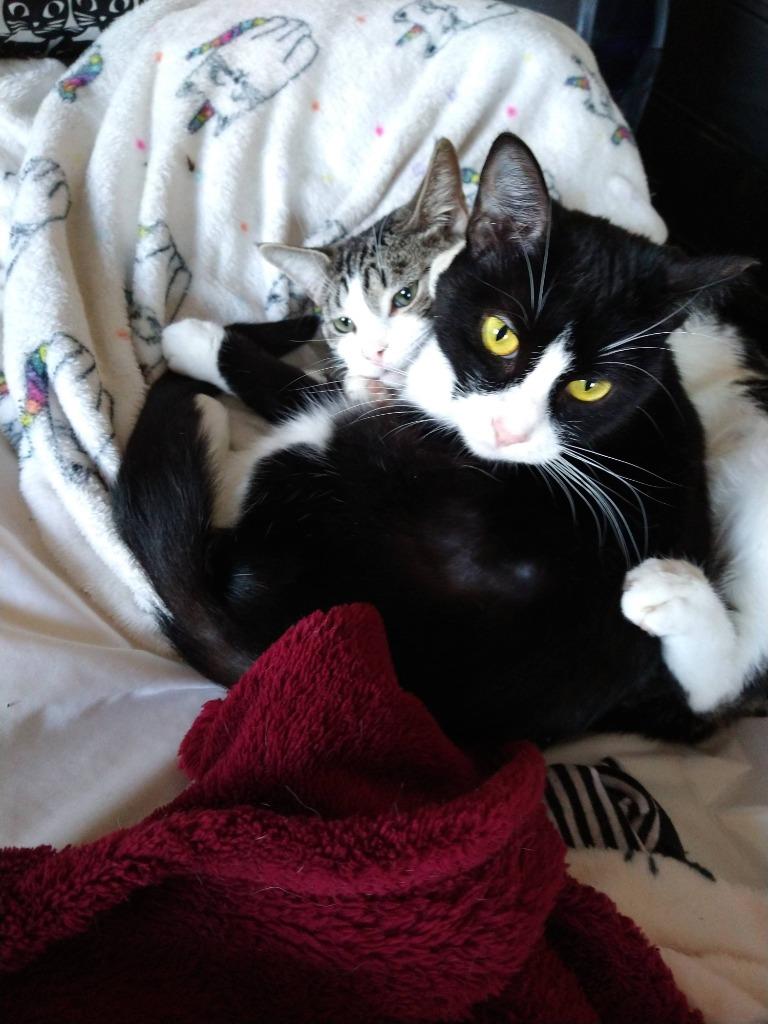 Moochi, Adoptable, Adult Female Domestic Short Hair.