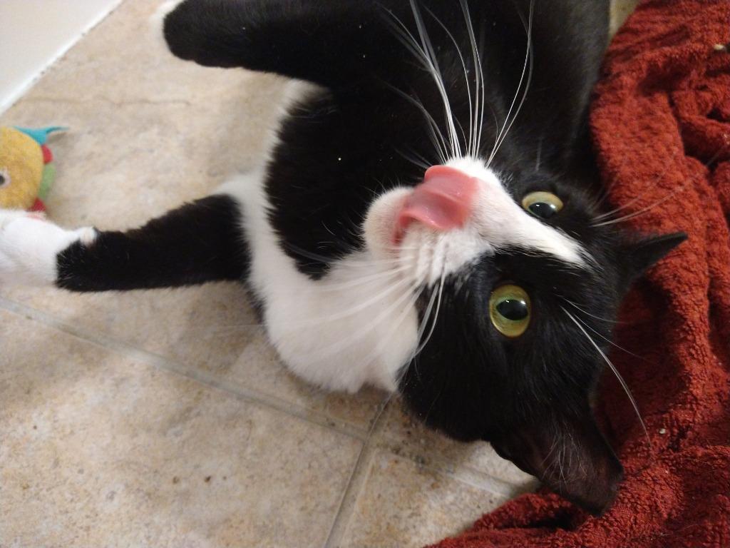 Enlarge Moochi, a Adoptable Domestic Short Hair in San Antonio, TX image 3/6