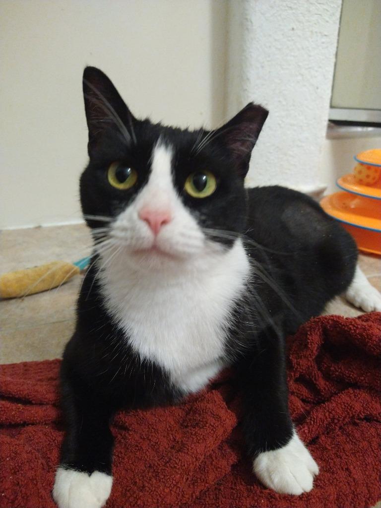 Enlarge Moochi, a Adoptable Domestic Short Hair in San Antonio, TX image 4/6