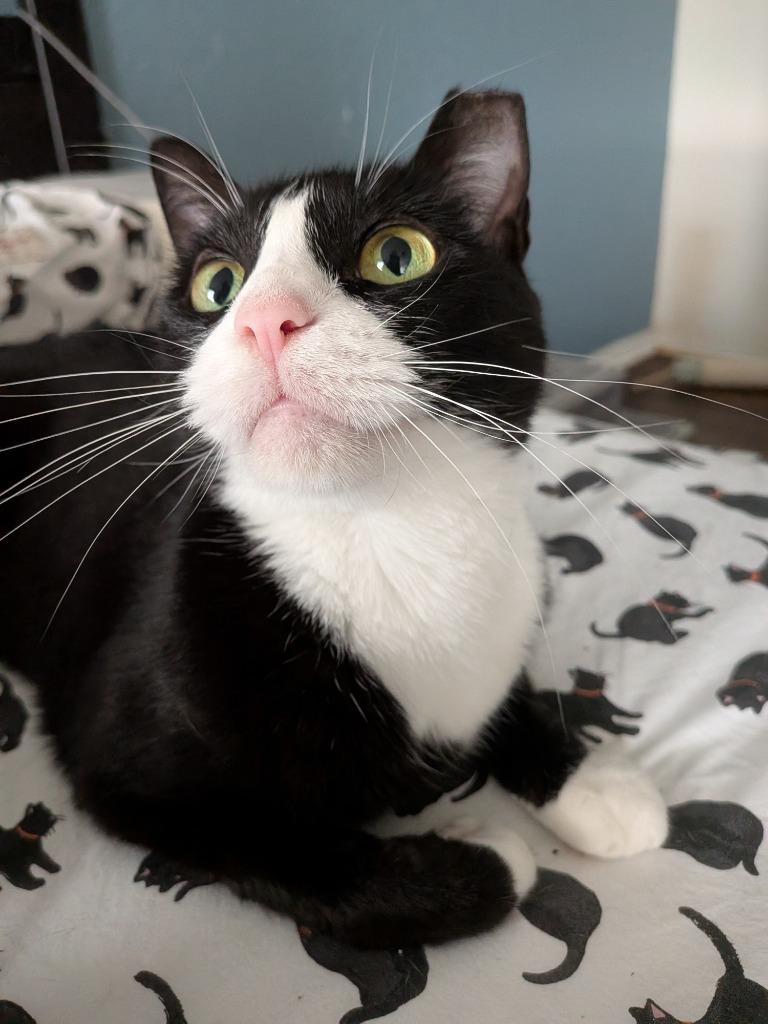 Enlarge Moochi, a Adoptable Domestic Short Hair in San Antonio, TX image 5/6