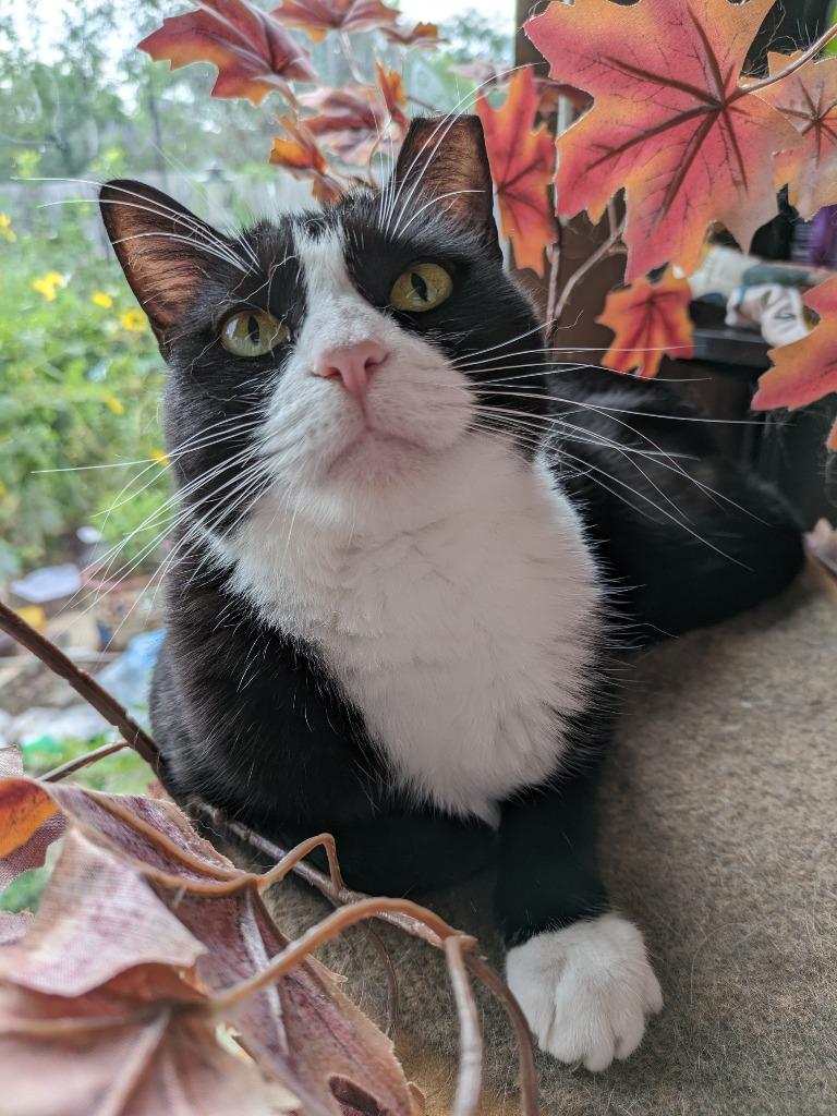 Enlarge Moochi, a Adoptable Domestic Short Hair in San Antonio, TX image 5/6