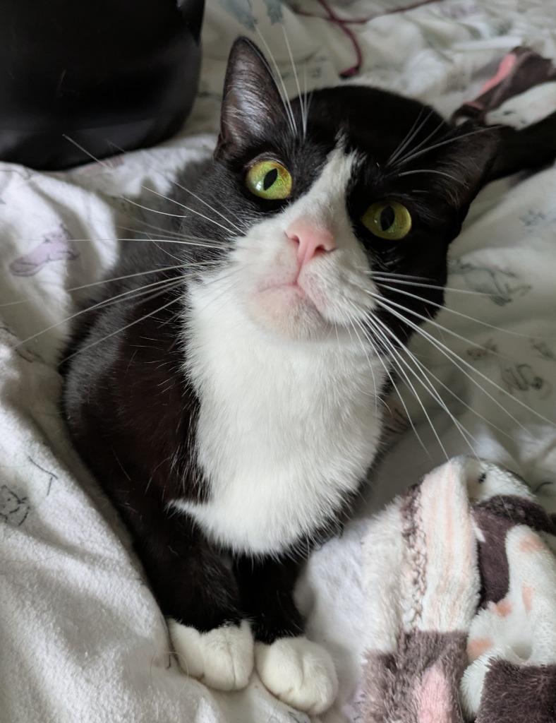 Enlarge Moochi, a Adoptable Domestic Short Hair in San Antonio, TX image 6/6