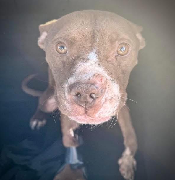 Wheeler, a ADOPTABLE Pit Bull Terrier in St Marys, OH image 6/6