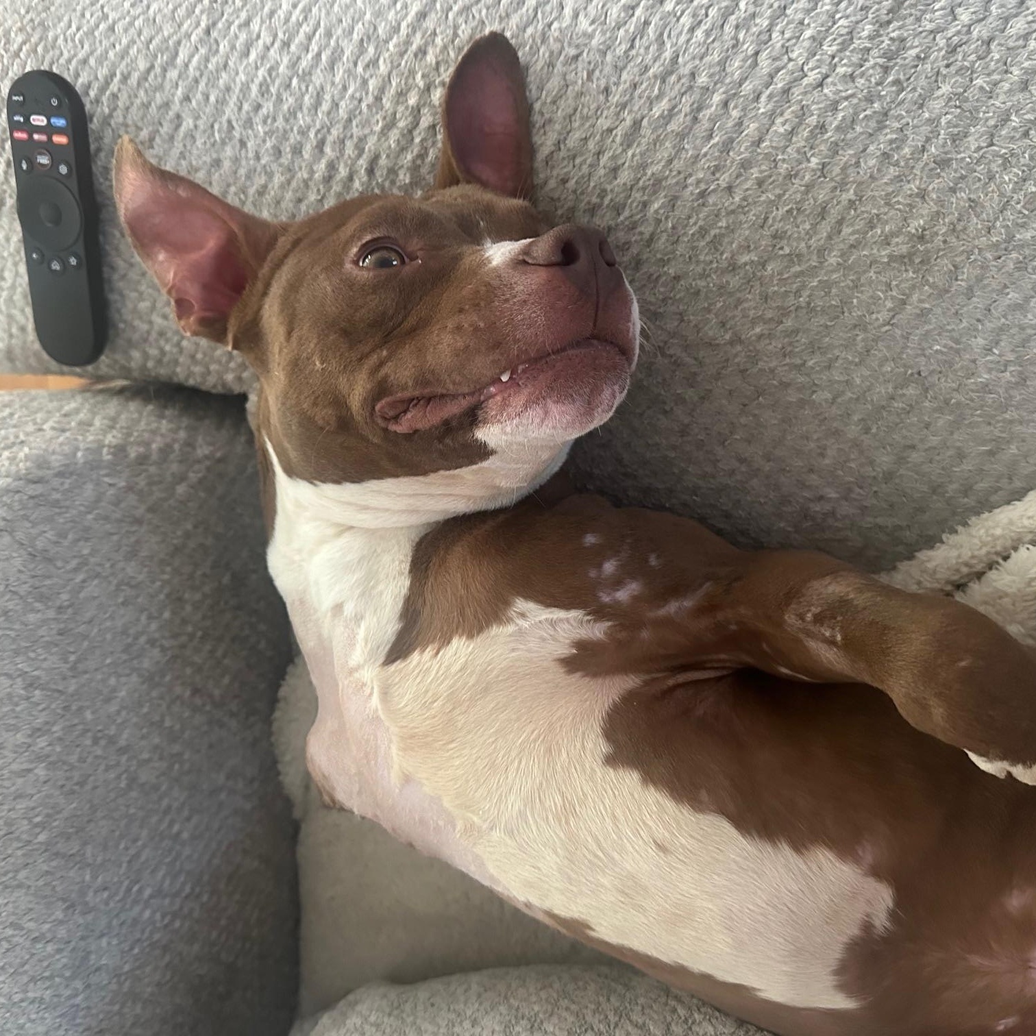 Wheeler, a ADOPTABLE Pit Bull Terrier in St Marys, OH image 5/6