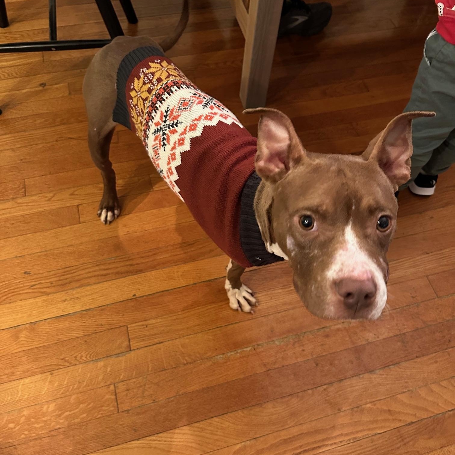 Wheeler, a ADOPTABLE Pit Bull Terrier in St Marys, OH image 2/6