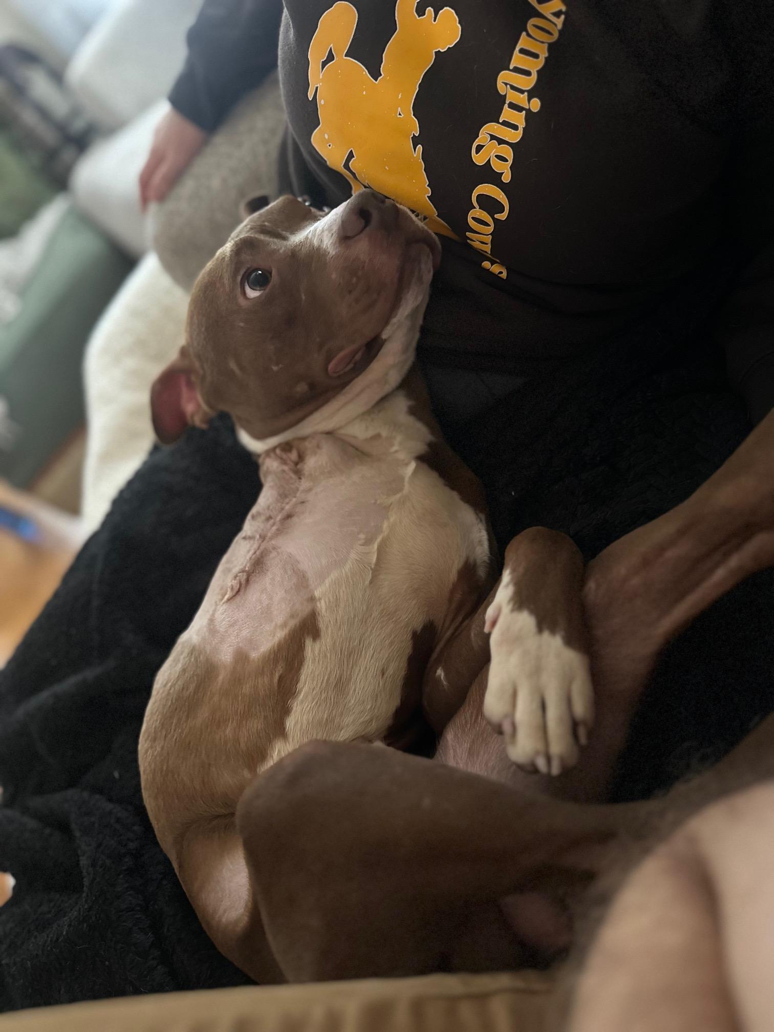 Wheeler, a ADOPTABLE Pit Bull Terrier in St Marys, OH image 3/6