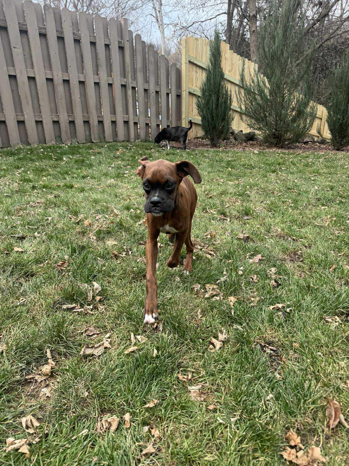 Cash, Adopted, Puppy Male Boxer.