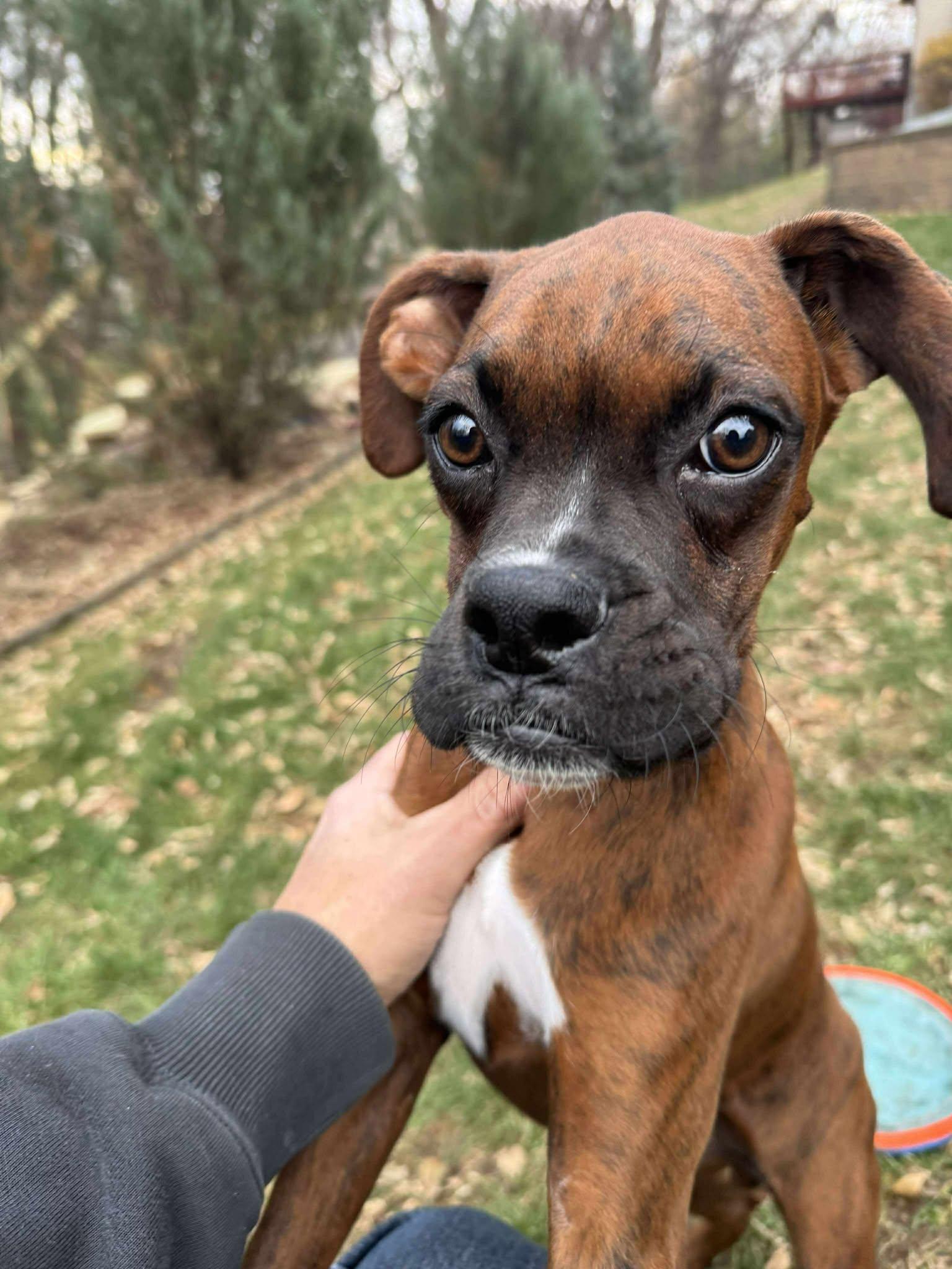 Cash, a Adopted Boxer in Owatonna, MN image 2/2