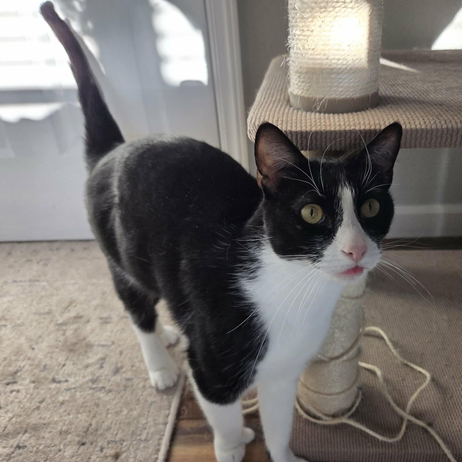 Enlarge HEMMINGWAY and CUDDLESWORTH, a ADOPTABLE mixed breed in Loveland, CO image 2/6