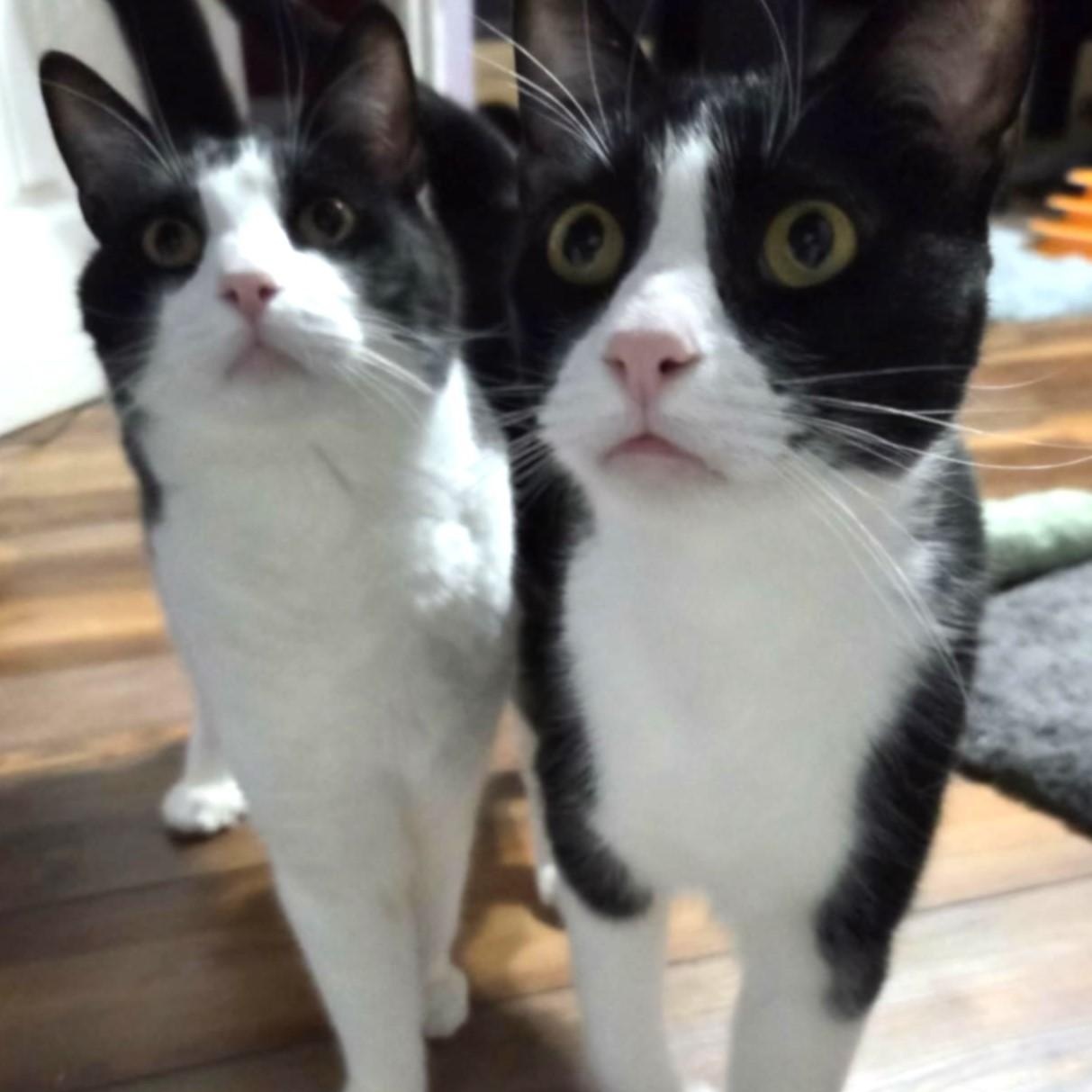 Enlarge HEMMINGWAY and CUDDLESWORTH, a ADOPTABLE mixed breed in Loveland, CO image 1/6