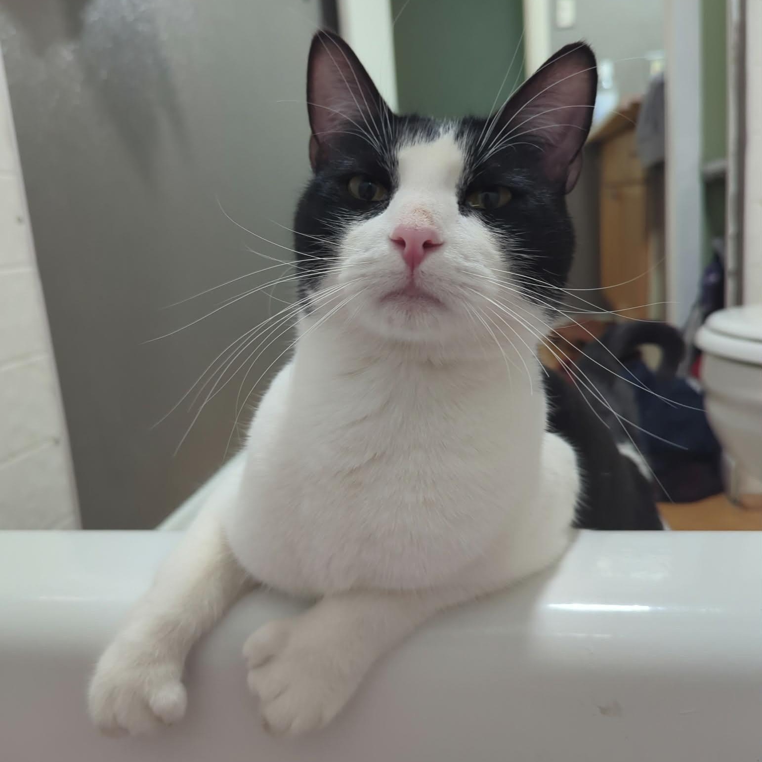 Enlarge HEMMINGWAY and CUDDLESWORTH, a ADOPTABLE mixed breed in Loveland, CO image 6/6