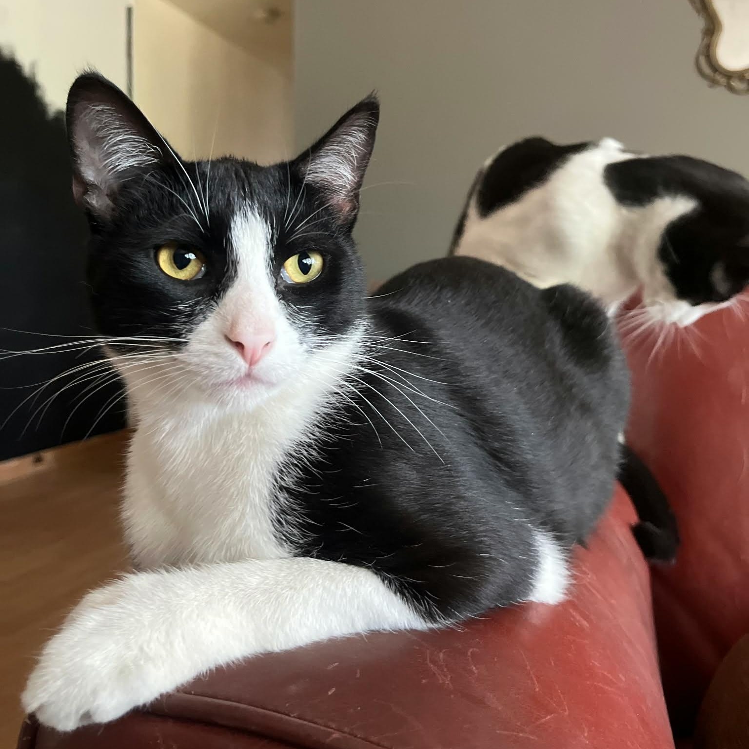Enlarge HEMMINGWAY and CUDDLESWORTH, a ADOPTABLE mixed breed in Loveland, CO image 4/6
