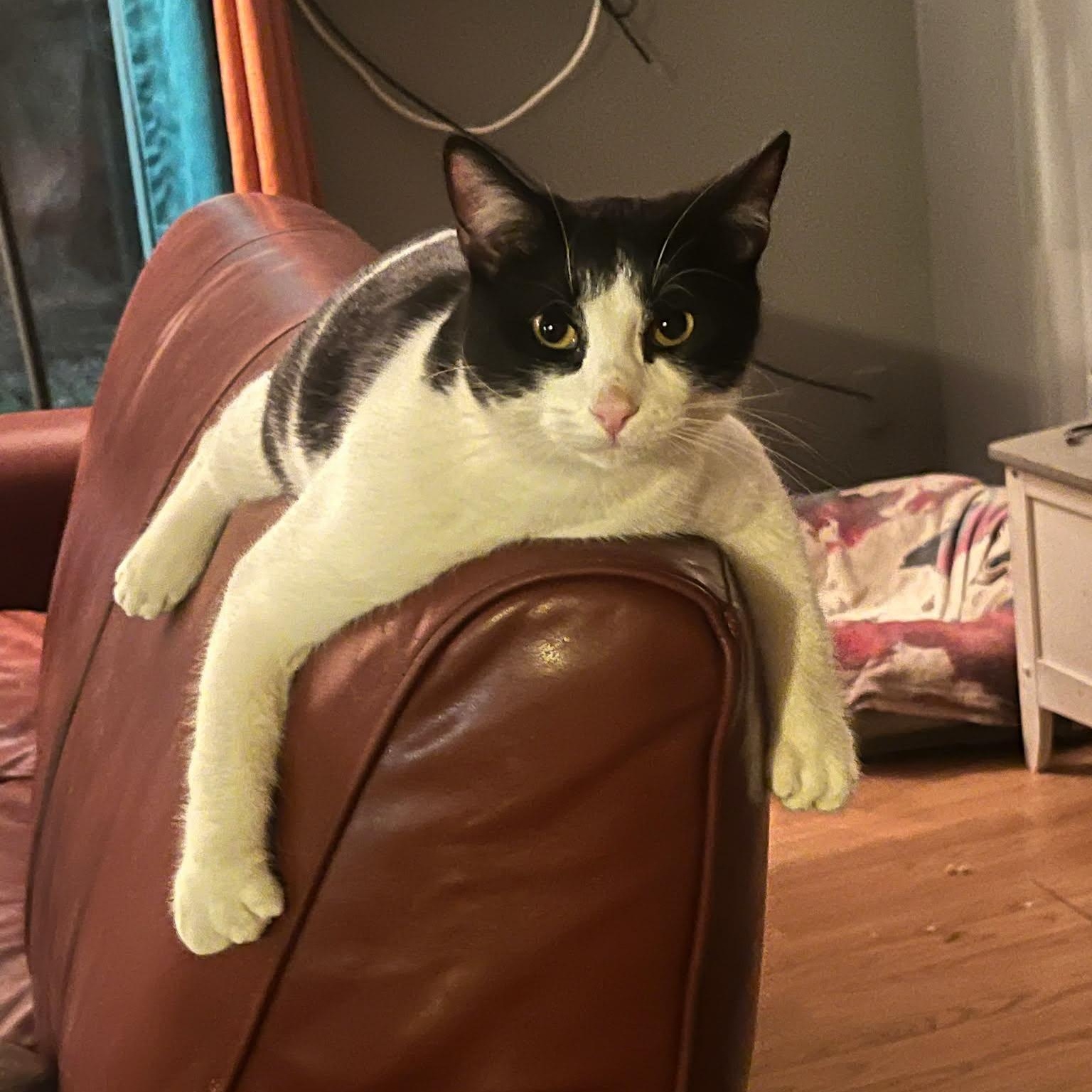 Enlarge HEMMINGWAY and CUDDLESWORTH, a ADOPTABLE mixed breed in Loveland, CO image 5/6