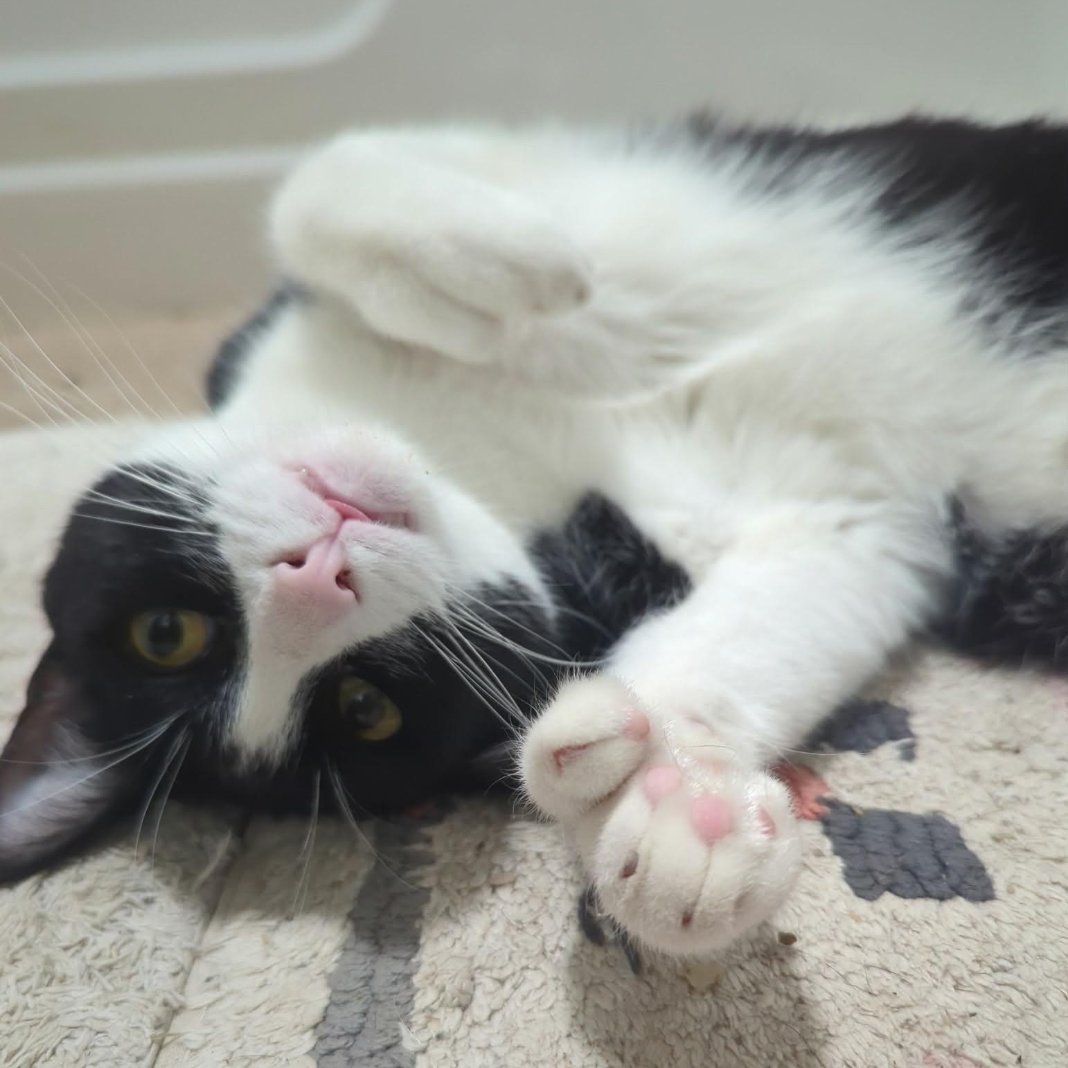 Enlarge HEMMINGWAY and CUDDLESWORTH, a ADOPTABLE mixed breed in Loveland, CO image 3/6