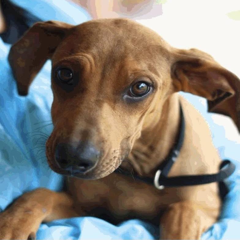 Ginny Pepsi, Adoptable, Young Female Labrador Retriever.