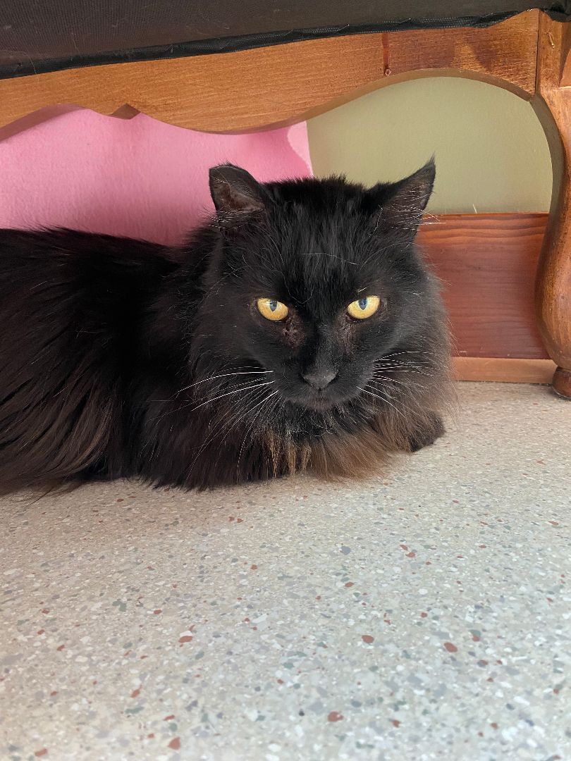 Blue, Adoptable, Adult Male Domestic Long Hair.