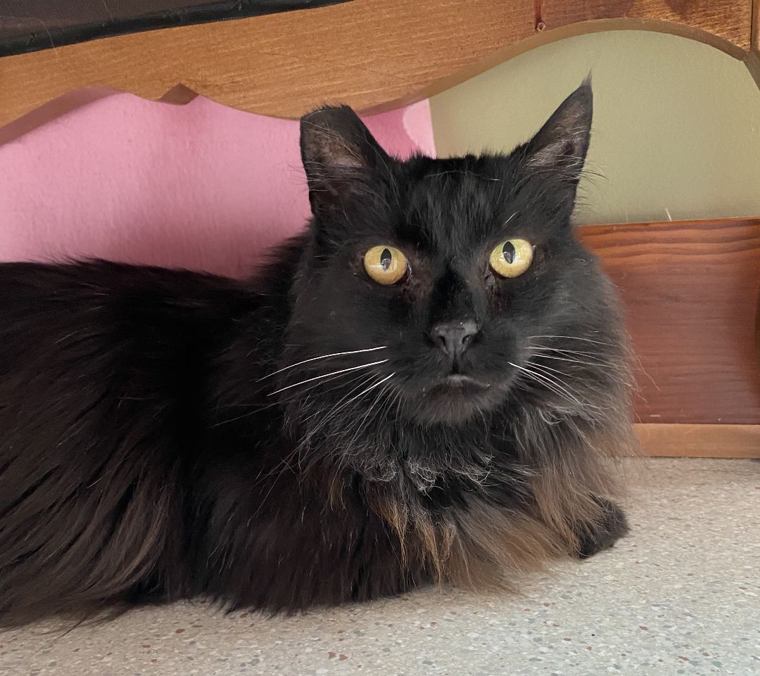 Blue, Adoptable, Adult Male Domestic Long Hair.