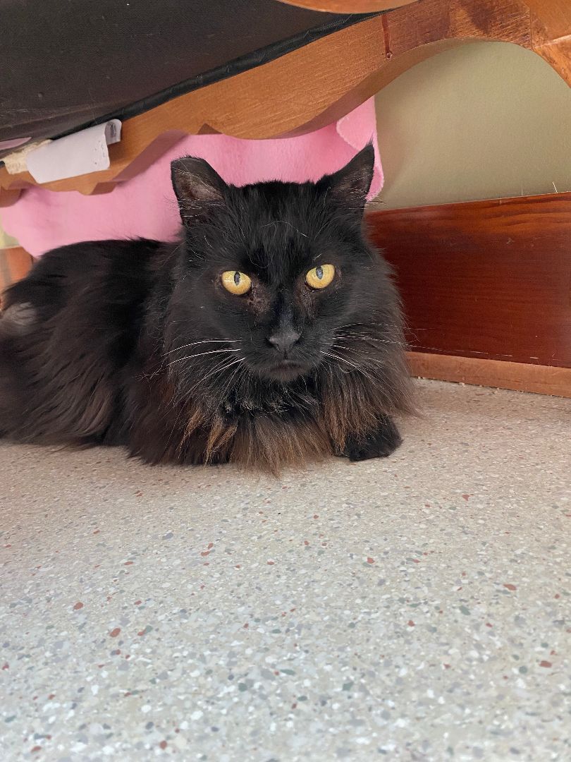 Blue, a Adoptable Domestic Long Hair in Grass Valley, CA image 3/6